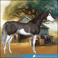 Horse Color:Liver Chestnut Splash Rabicano
