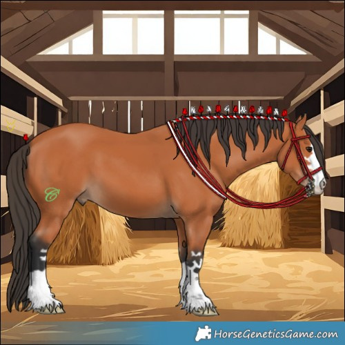 Horse Color:Bay 