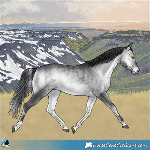 Horse Color:Brown Chinchilla Onyx 