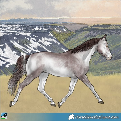 Horse Color:Chocolate Brown Chinchilla Onyx Sabino Rabicano 