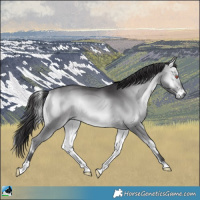 Horse Color:Buckskin Chinchilla Onyx 