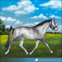 Horse Color:Buckskin Chinchilla Onyx 
