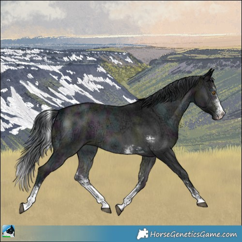 Horse Color:Midnight Brown Chinchilla Ice Onyx Sabino 
