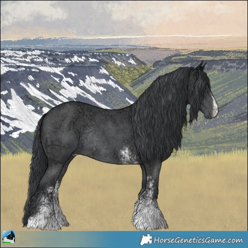 Horse Color:Black Chinchilla Ice Sabino Rabicano 