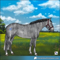 Horse Color:Brown Chinchilla Ice Sabino Rabicano