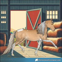 Horse Color:Palomino Tobiano Rabicano 