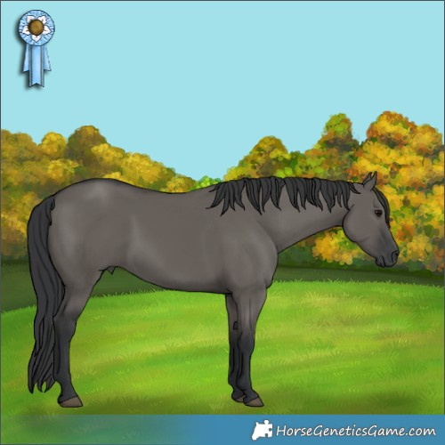 Horse Color:Grullo 