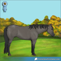 Horse Color:Grullo 