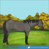 Horse Color:Grullo 