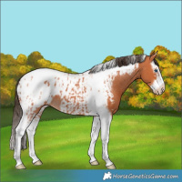 Horse Color:Bay Splash Tobiano Appaloosa  and Bay Splash Tobiano Frame Appaloosa 