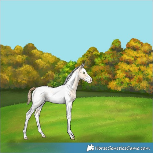 Horse Color:Gold Champagne Roan Dun Splash Tobiano Frame Appaloosa Rabicano 