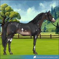 Horse Color:White Spotted Brown Rabicano 