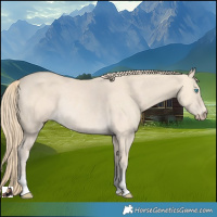 Horse Color:Perlino Rabicano