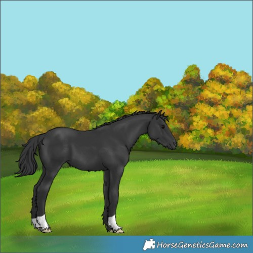 Horse Color:Black 