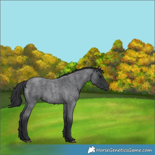 Horse Color:Blue Roan 