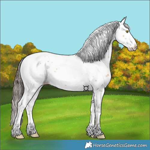 Horse Color:White Spotted Amber Champagne Splash 