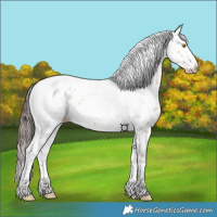 Horse Color:White Spotted Amber Champagne Splash 
