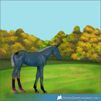 Horse Color:ERROR: UNKNOWN ANOMALY