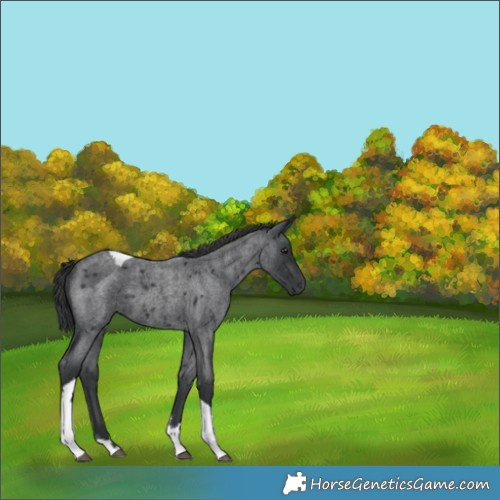 Horse Color:Blue Roan Tobiano 