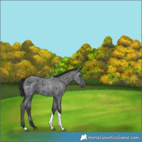 Horse Color:Blue Roan Tobiano 