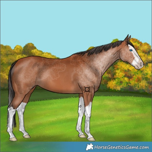 Horse Color:Bay Splash 