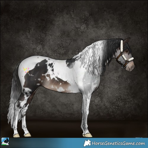 Horse Color:White Spotted Brown Tobiano Rabicano