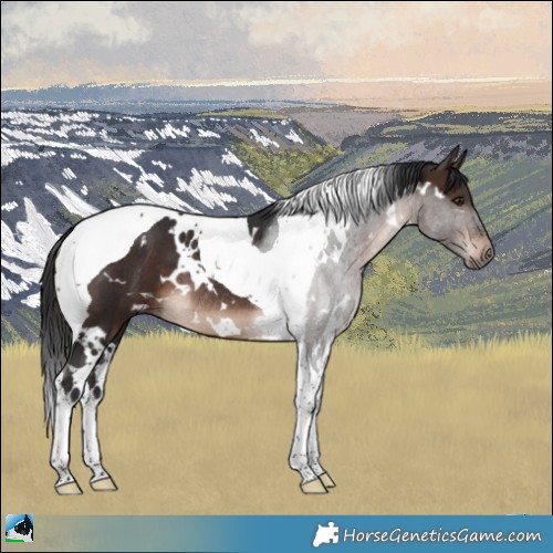 Horse Color:White Spotted Brown Tobiano Rabicano