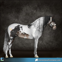 Horse Color:White Spotted Brown Tobiano Rabicano 