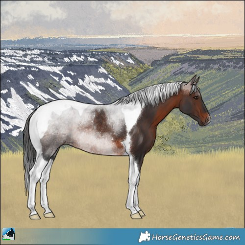 Horse Color:Brown Tobiano Rabicano