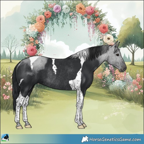 Horse Color:Black Tobiano Rabicano 