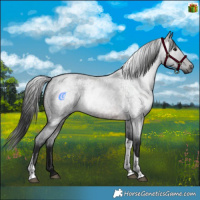 Horse Color:Gray Brown Roan Tobiano