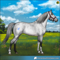 Horse Color:Gray Brown Roan Tobiano