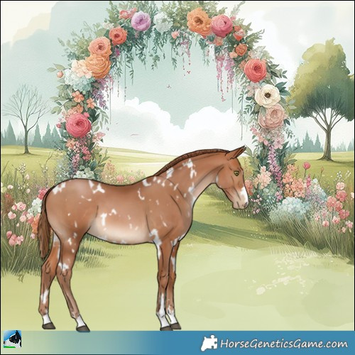Horse Color:White Spotted Brown Pearl 