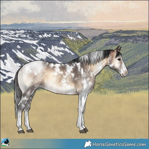 Horse Color:White Spotted Brown Onyx