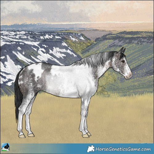 Horse Color:White Spotted Brown Ice Rabicano