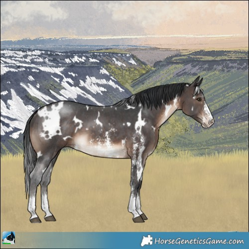 Horse Color:White Spotted Brown Sabino 