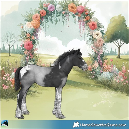 Horse Color:Black Sabino Tobiano Rabicano 