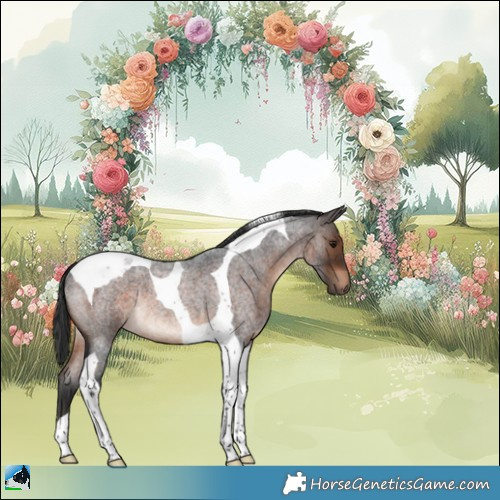 Horse Color:Brown Roan Tobiano Rabicano 