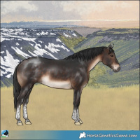 Horse Color:White Spotted Bay Tobiano Rabicano