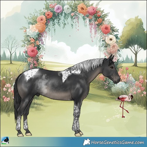 Horse Color:Black Tobiano Rabicano 