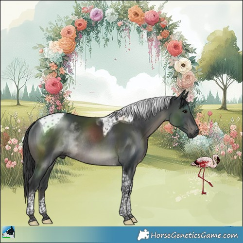 Horse Color:Black Tobiano Rabicano 
