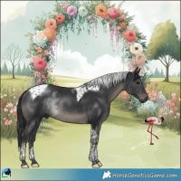 Horse Color:Black Tobiano Rabicano 