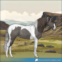 Horse Color:Grullo Tobiano Appaloosa