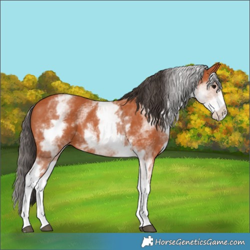 Horse Color:White Spotted Bay 