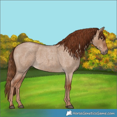 Horse Color:Red Dun Roan 