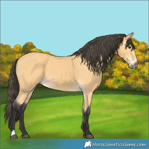 Horse Color:Buckskin 