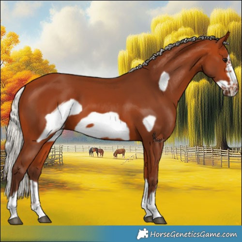 Horse Color:Silver Bay Frame 