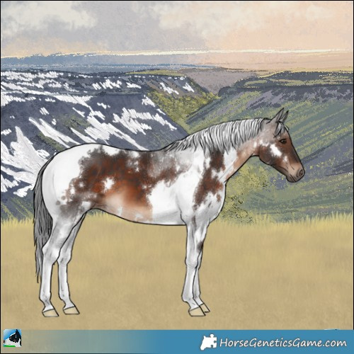 Horse Color:White Spotted Brown Tobiano 