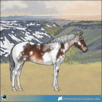 Horse Color:White Spotted Brown Tobiano 