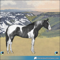 Horse Color:White Spotted Black Tobiano Rabicano